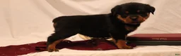 Rottweiler dogs for sale: Ali - Ad 4