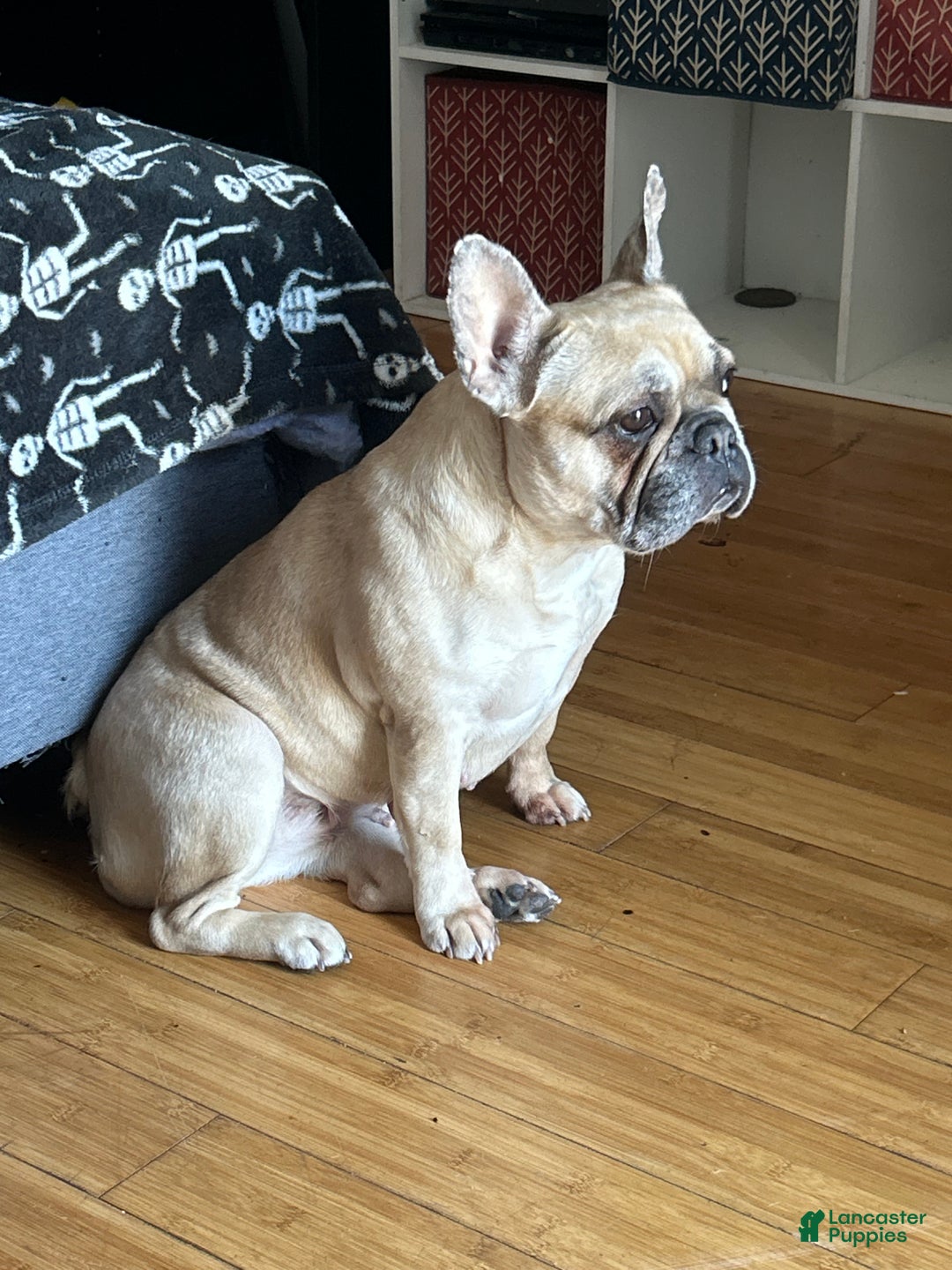 French Bulldog dogs for sale: Lola - Ad 12