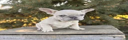 French Bulldog dogs for sale: Fiona - Ad 4
