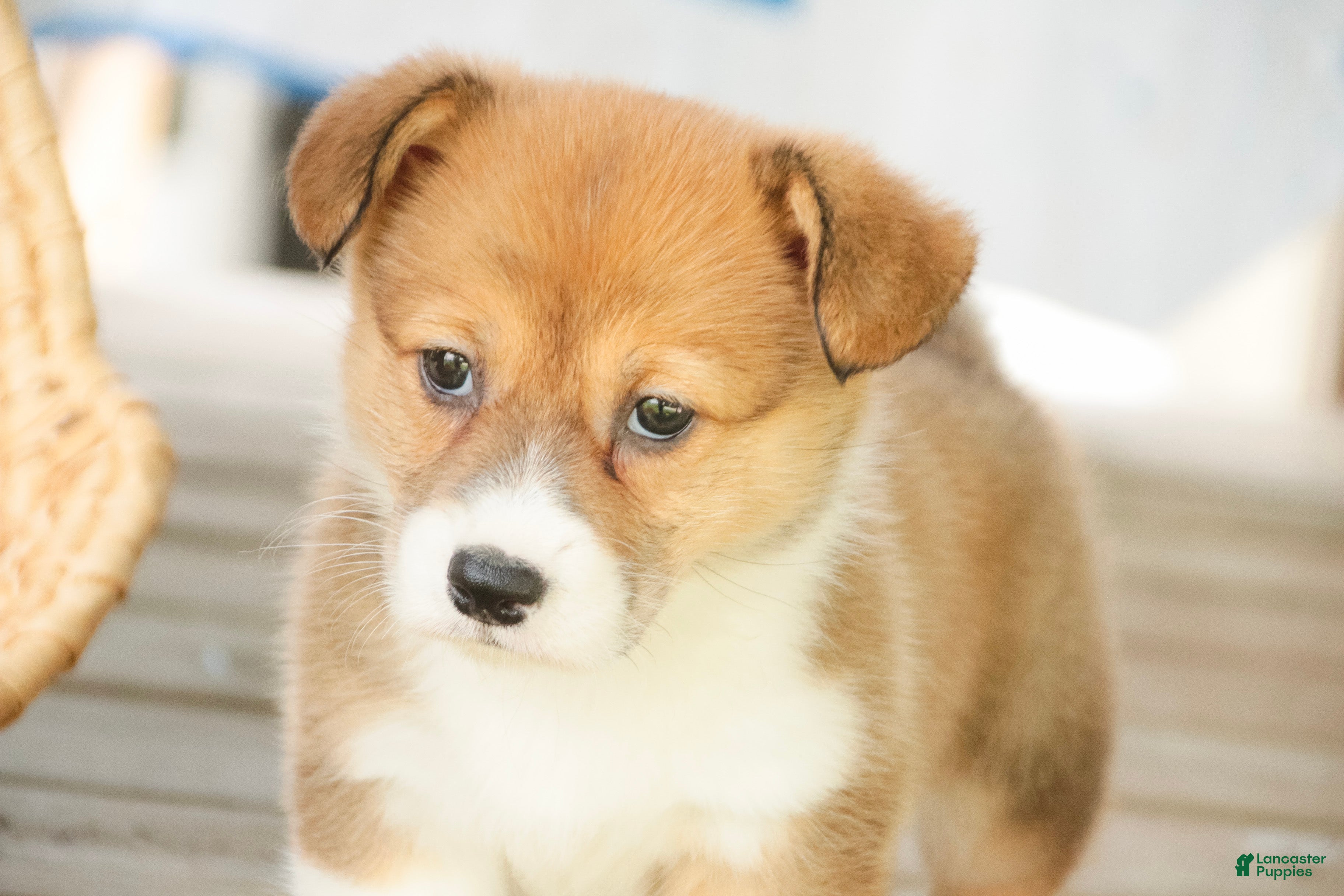 Welsh Corgi Pembroke dogs Trix Welsh Corgi Pembroke  - Ad 2