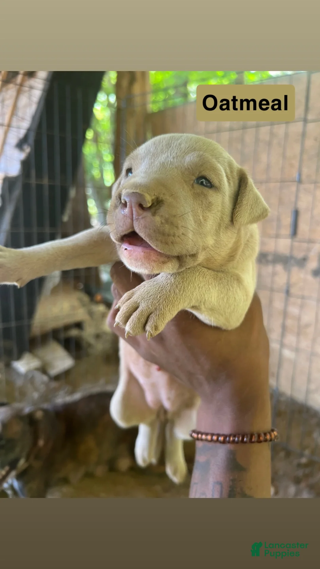 American Pit Bull Terrier dogs for sale: American Pit Bull Terrier 3 - Ad 1