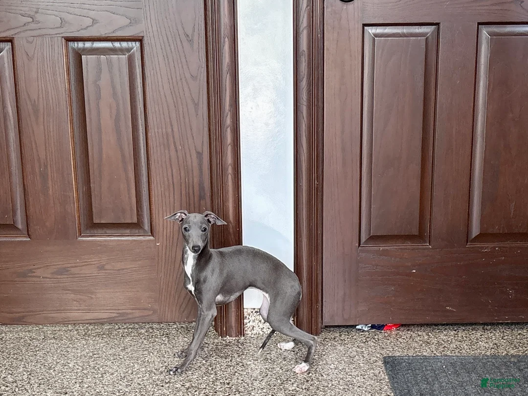Italian Greyhound dogs for sale: Jenna - Ad 10