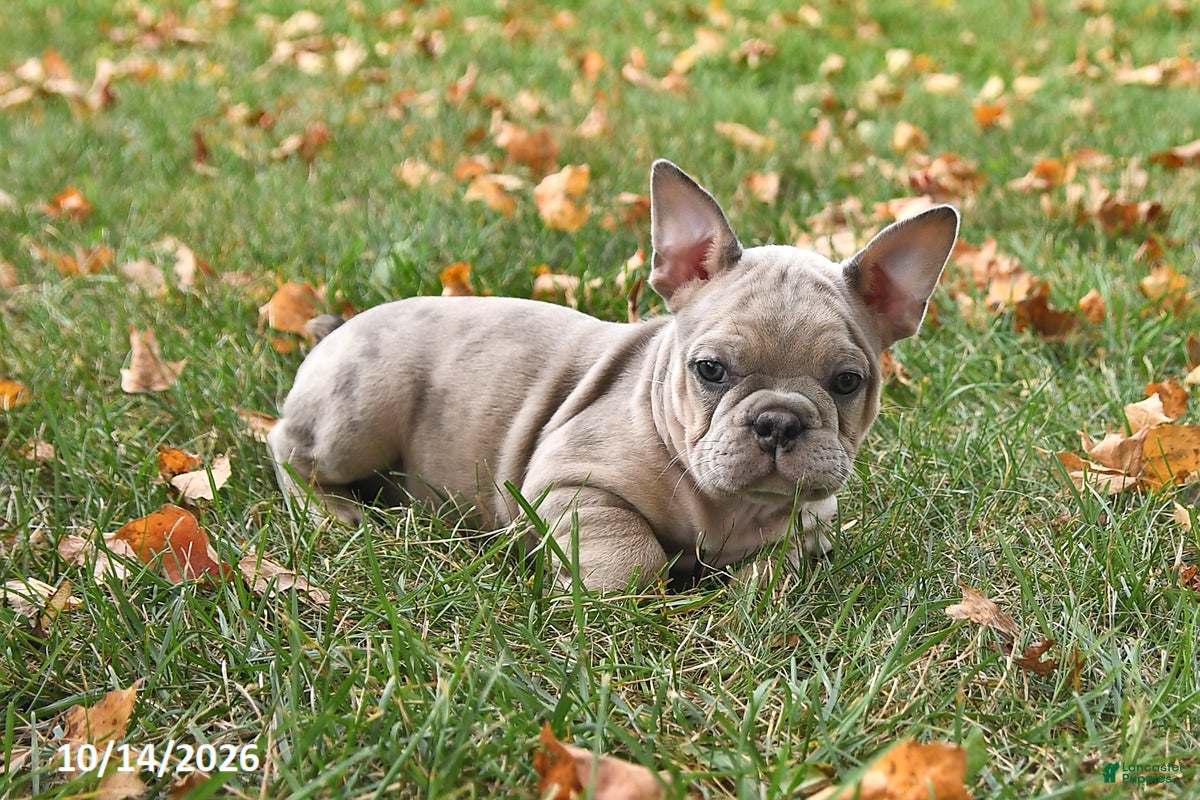 Frenchton dogs Puddles - Ad 1