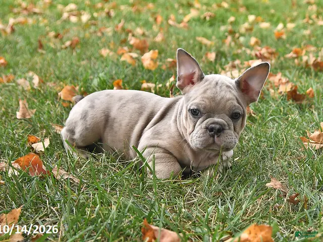 Frenchton dogs for sale: Puddles - Ad 1