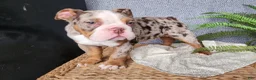 English Bulldog dogs for sale: Fletch - Ad 25