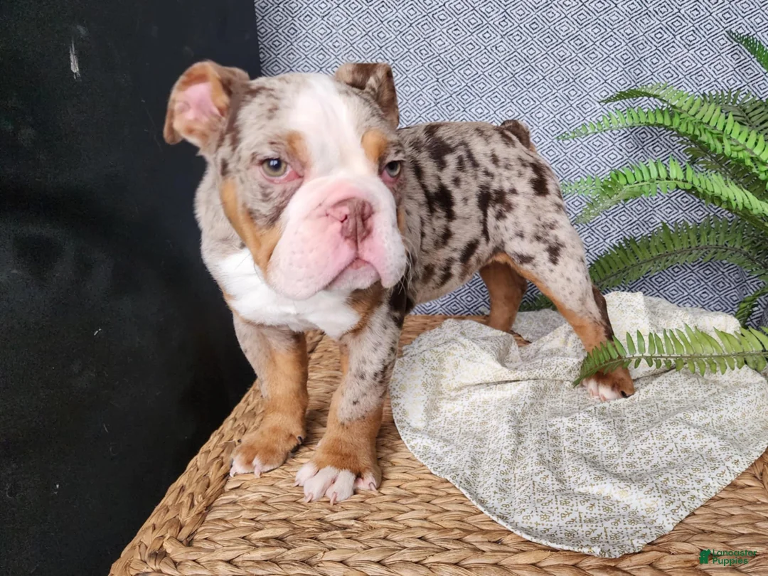 English Bulldog dogs for sale: Fletch - Ad 25
