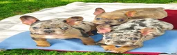 French Bulldog dogs for sale: French Bulldog 3 - Ad 5