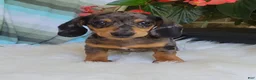 Miniature Dachshund dogs for sale: Trigger  - Ad 5