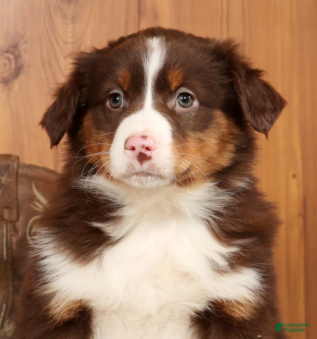 Australian Shepherd dogs for sale: Ranger - Ad 9