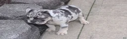 French Bulldog dogs for sale: French Bulldog Puppy 4 - Ad 2