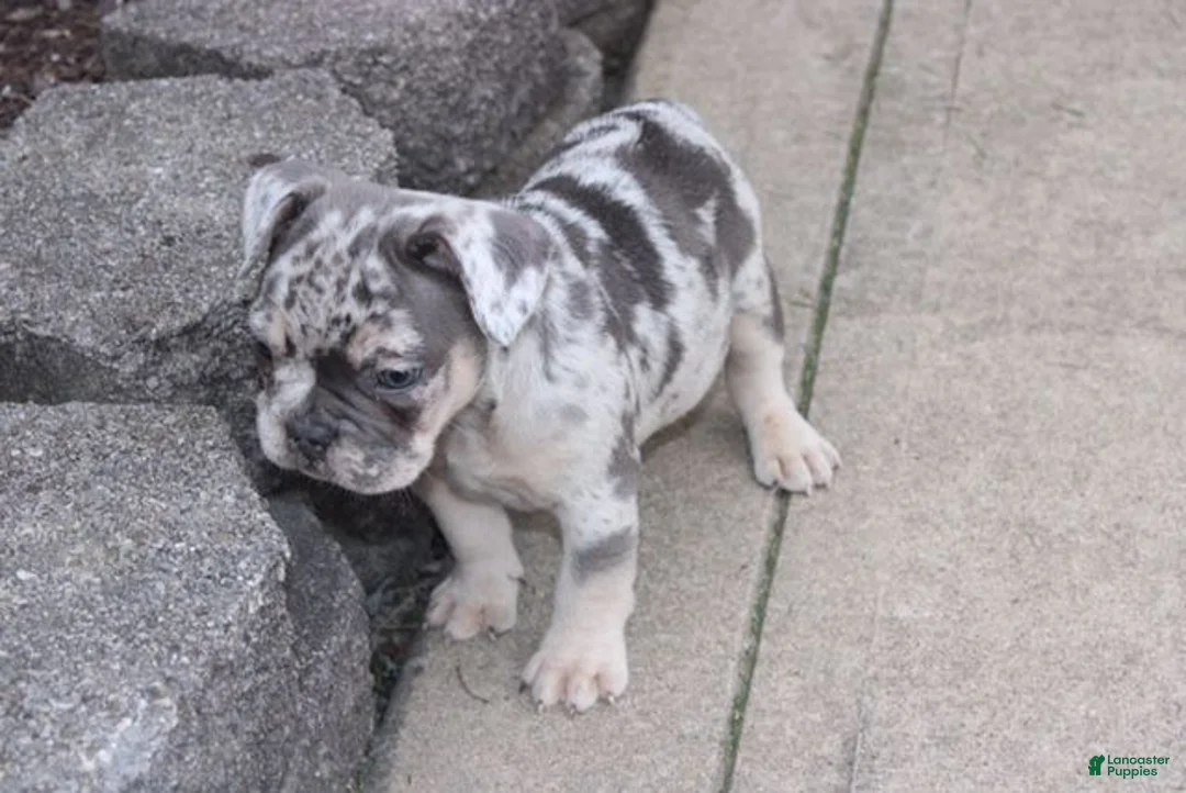 French Bulldog dogs for sale: French Bulldog Puppy 4 - Ad 2