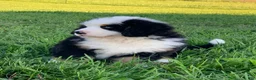 Bernese Mountain Dog dogs for sale: Rambo  - Ad 17