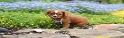 Cavalier King Charles Spaniel dogs for sale: Mr. Bentley - Ad 6