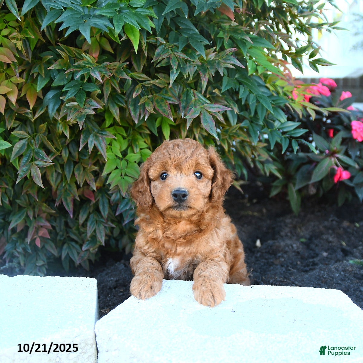 Mini Goldendoodle Puppies for sale in Delaware Lancaster Puppies