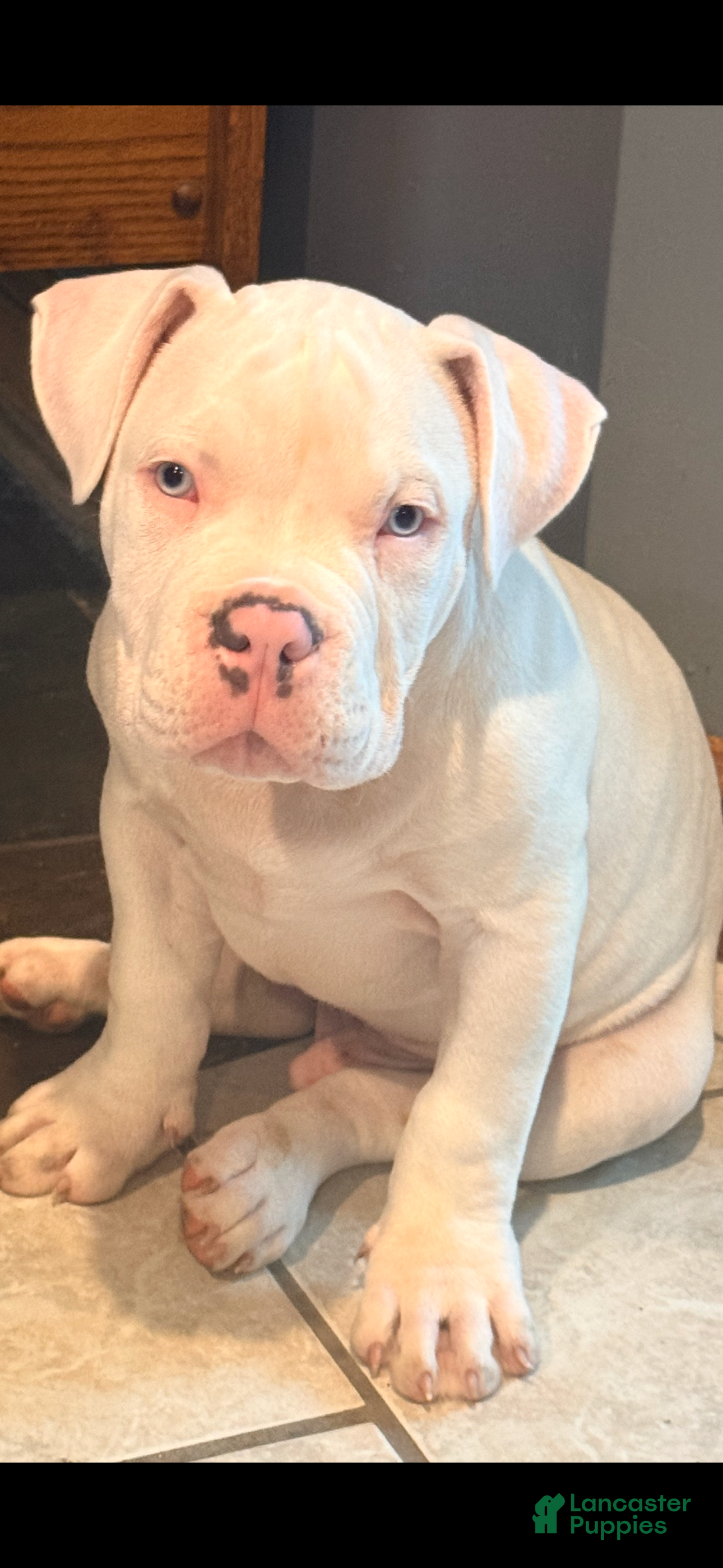 American Bully dogs American Bully Puppy 5 - Ad 1