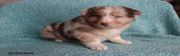 Australian Shepherd dogs for sale: Mooch  - Ad 5
