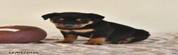 Rottweiler dogs for sale: Nova - Ad 2