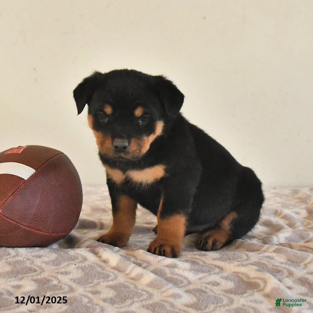 Rottweiler dogs for sale: Nova - Ad 2