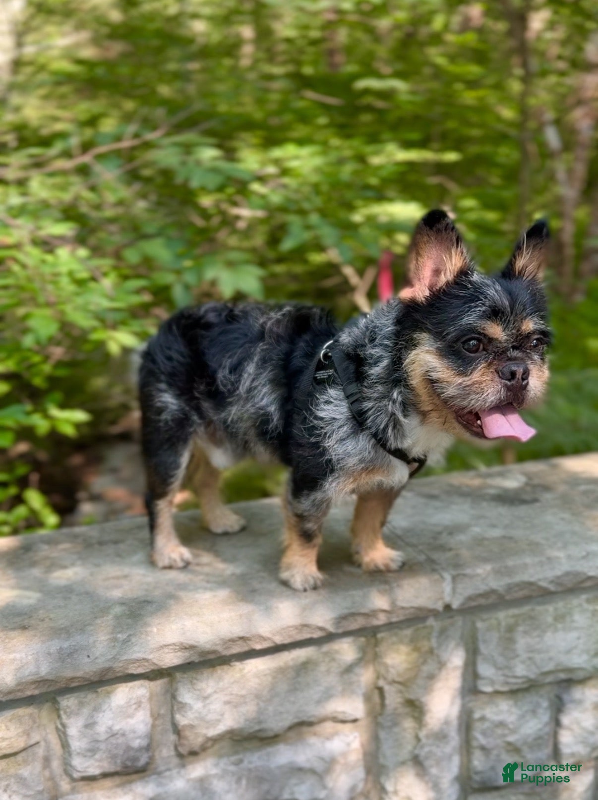 French Bulldog dogs Bear French Bulldog - Ad 1