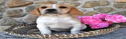 Mixed Breed dogs for sale: Lilac - Ad 5