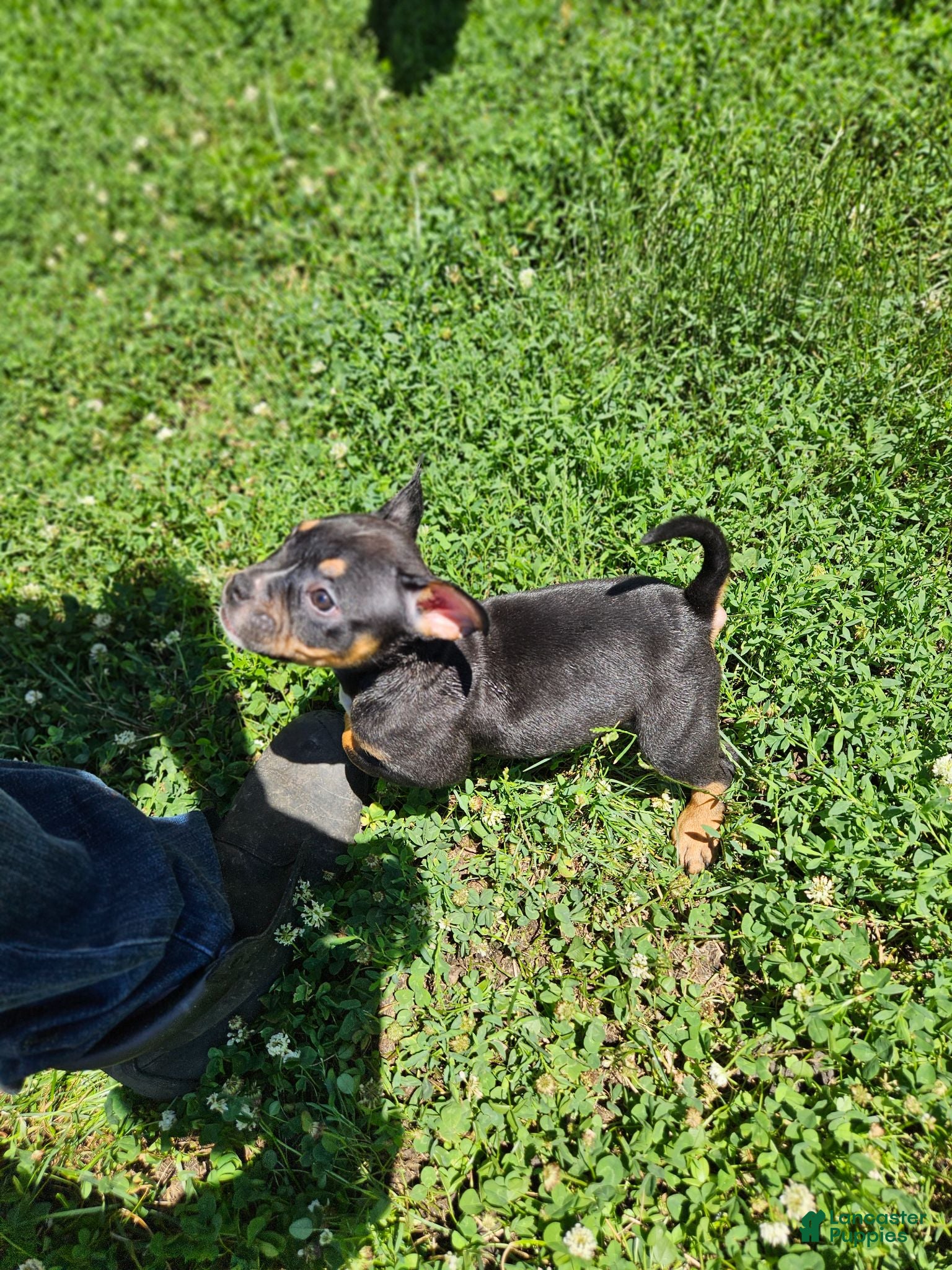 Mixed Breed dogs Mascot  - Ad 2