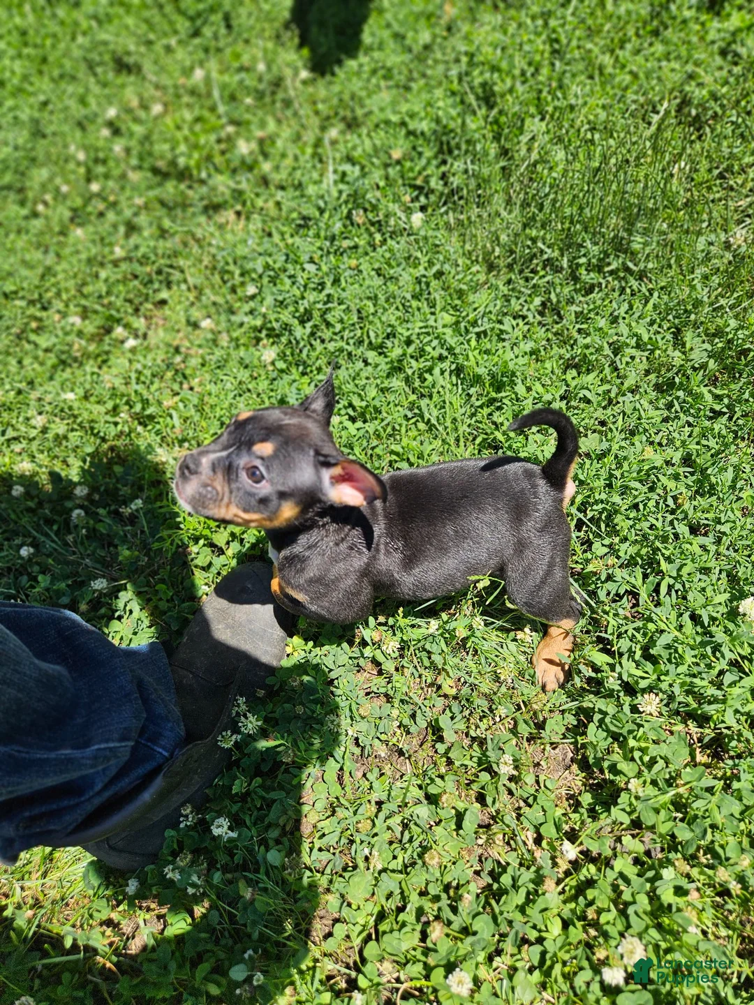 Mixed Breed dogs for sale: Mascot  - Ad 2