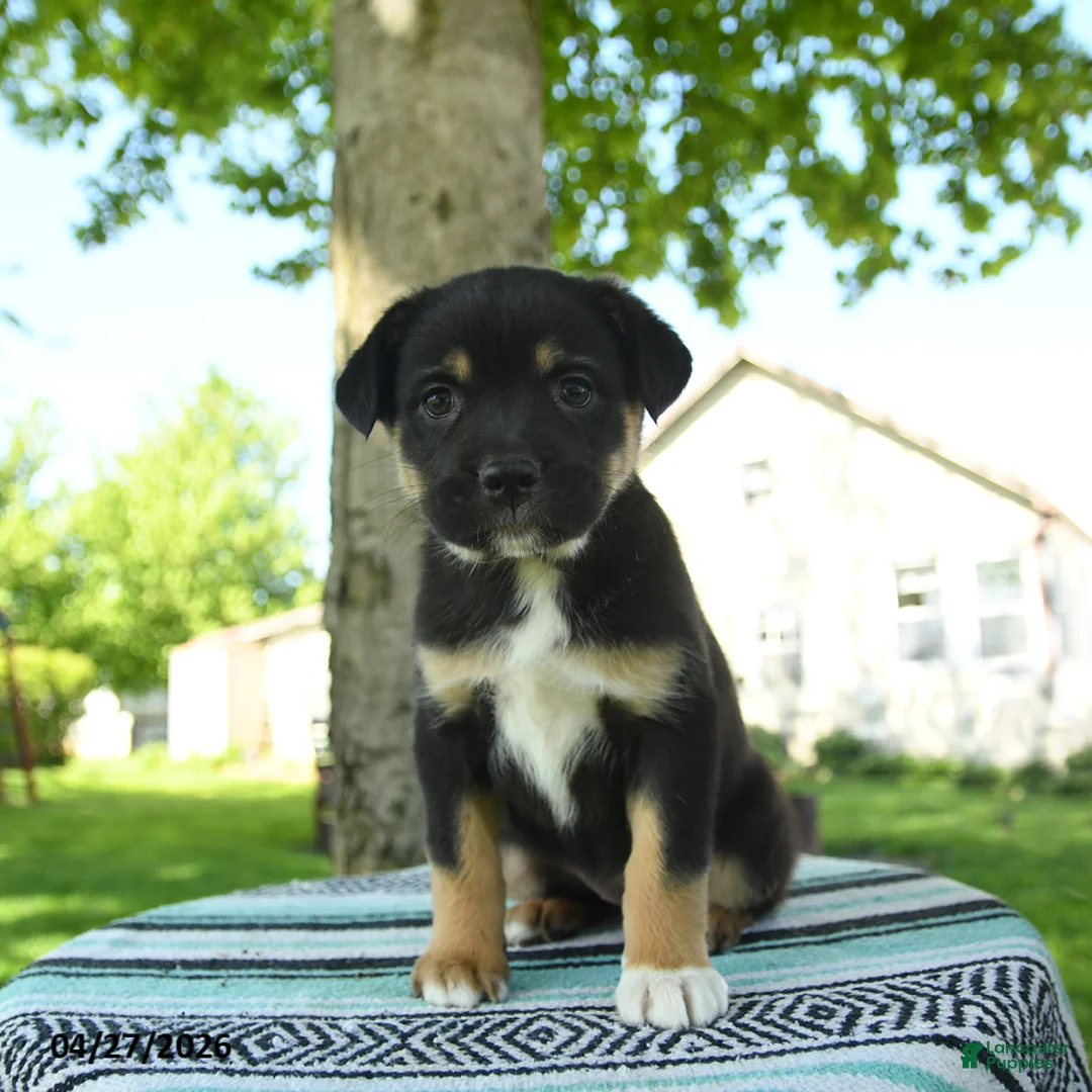 Mixed Breed dogs for sale: Maggie - Ad 1