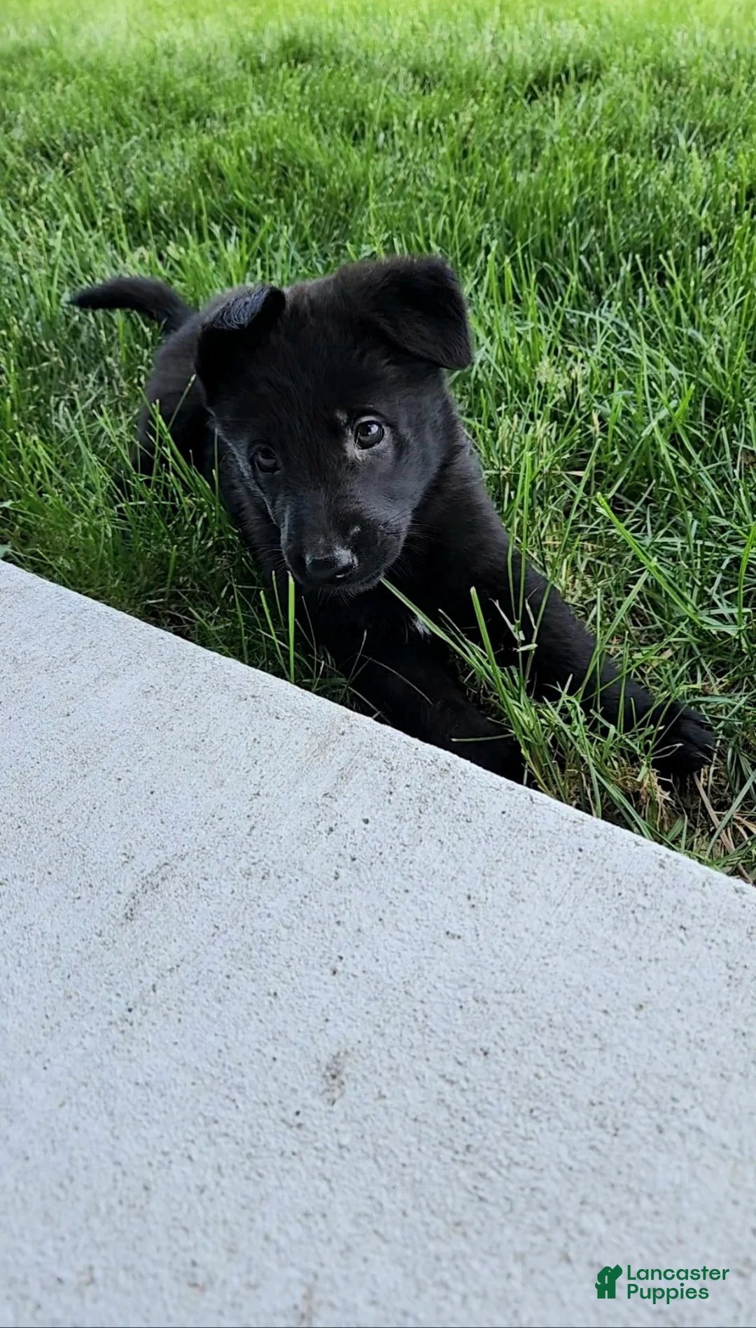 German Shepherd dogs for sale: Zoey - Ad 2