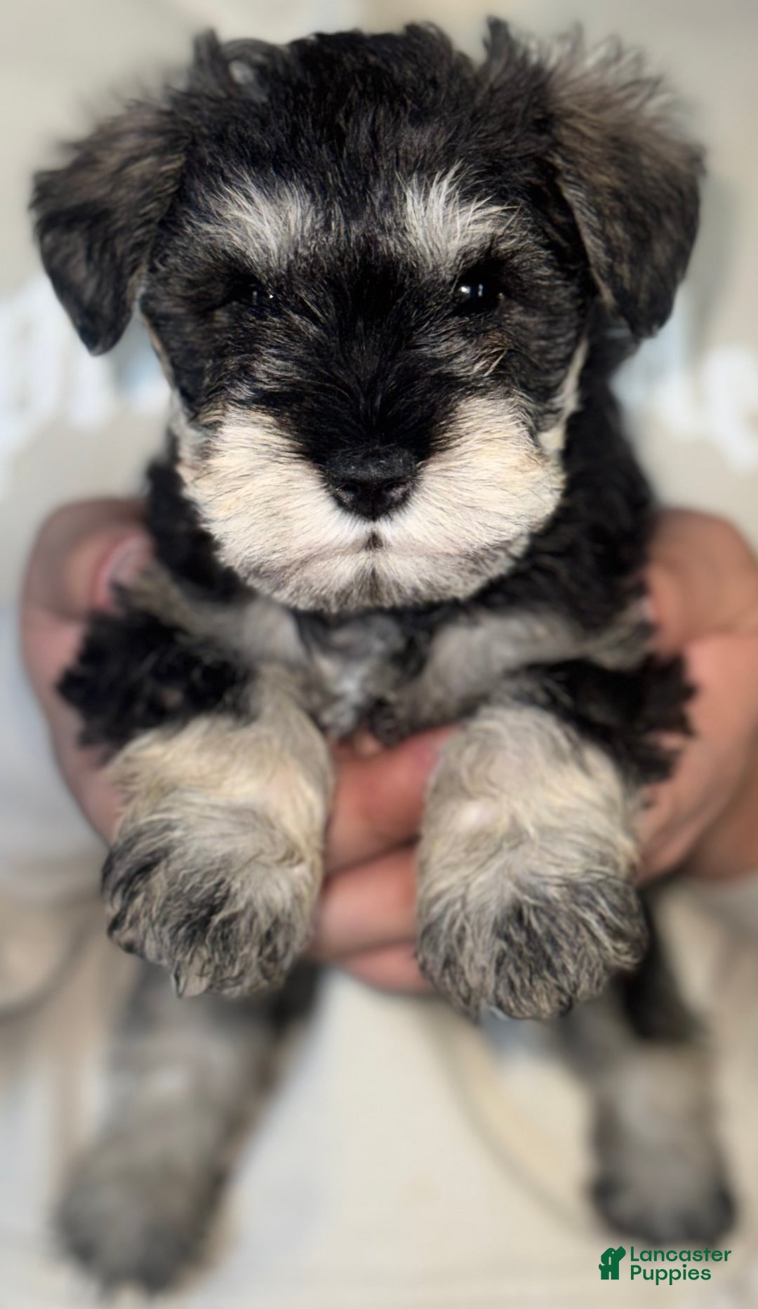 Miniature Schnauzer dogs for sale: Miniature Schnauzer Puppy 7 - Ad 1