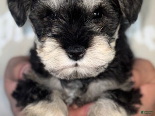 Miniature Schnauzer dogs Miniature Schnauzer Puppy 7 - Ad 6