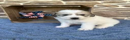 Great Pyrenees dogs for sale: AKC Cheyenne - Ad 4