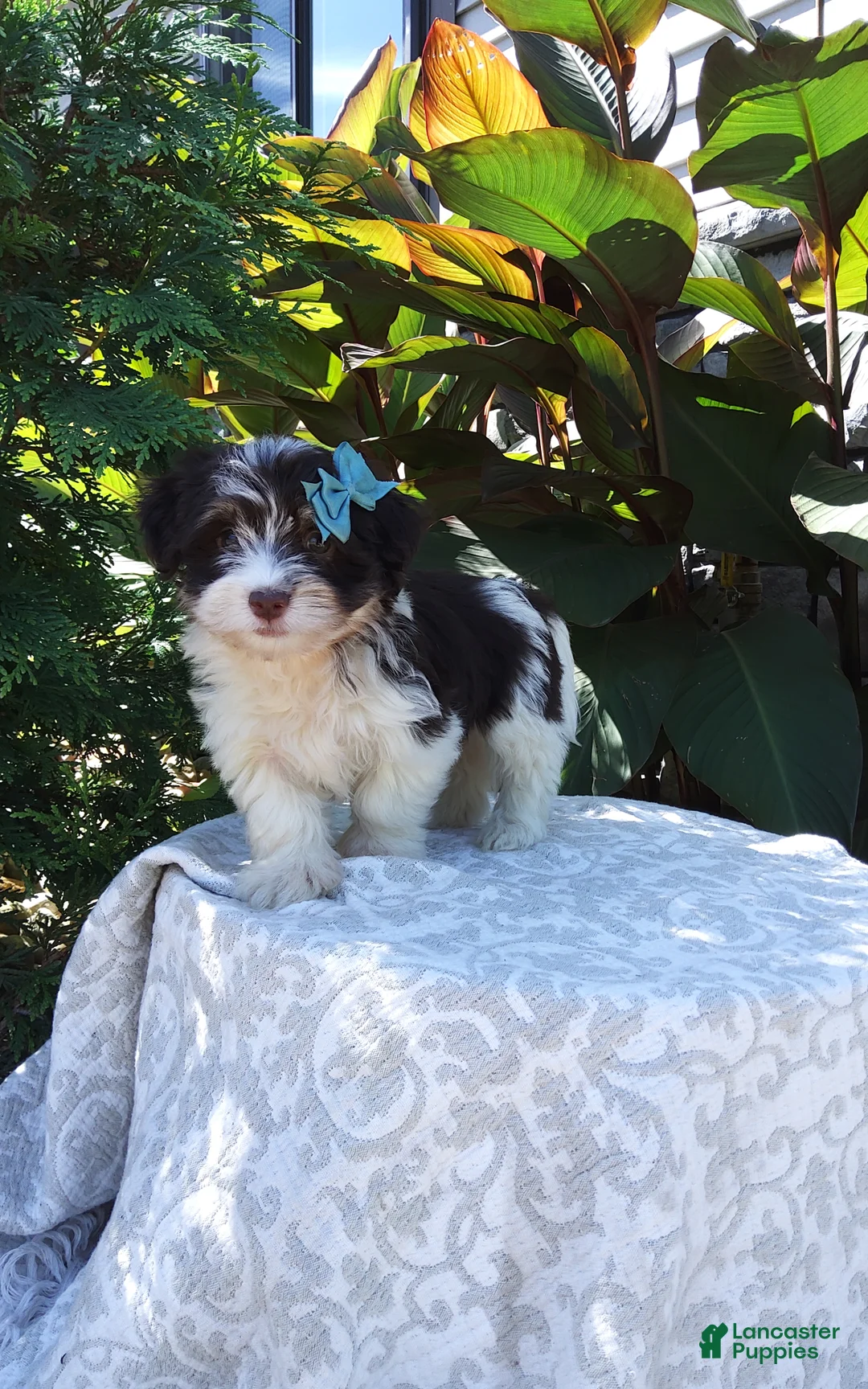 Havanese dogs for sale: Ranger  - Ad 7