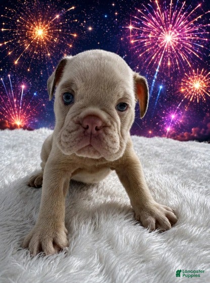 English Bulldog dogs Luna_Female - Ad 1