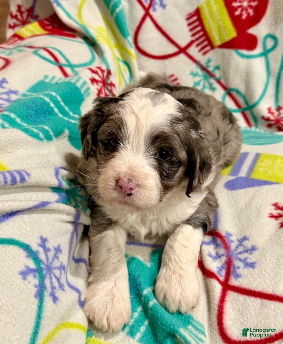 Mini Aussiedoodle dogs for sale: Chloe - Ad 5