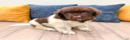 Newfoundland dogs for sale: Jenny - Ad 3