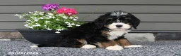 Mini Bernedoodle dogs for sale: Tiana - Ad 4