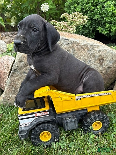 Great Dane dogs Eisenhower - Ad 1
