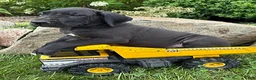 Great Dane dogs for sale: Eisenhower - Ad 1