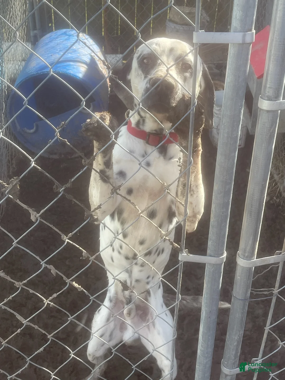 Dalmatian dogs for sale: Dalmatian Puppy 1 - Ad 1