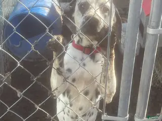 Dalmatian dogs Dalmatian Puppy 1 - Ad 31