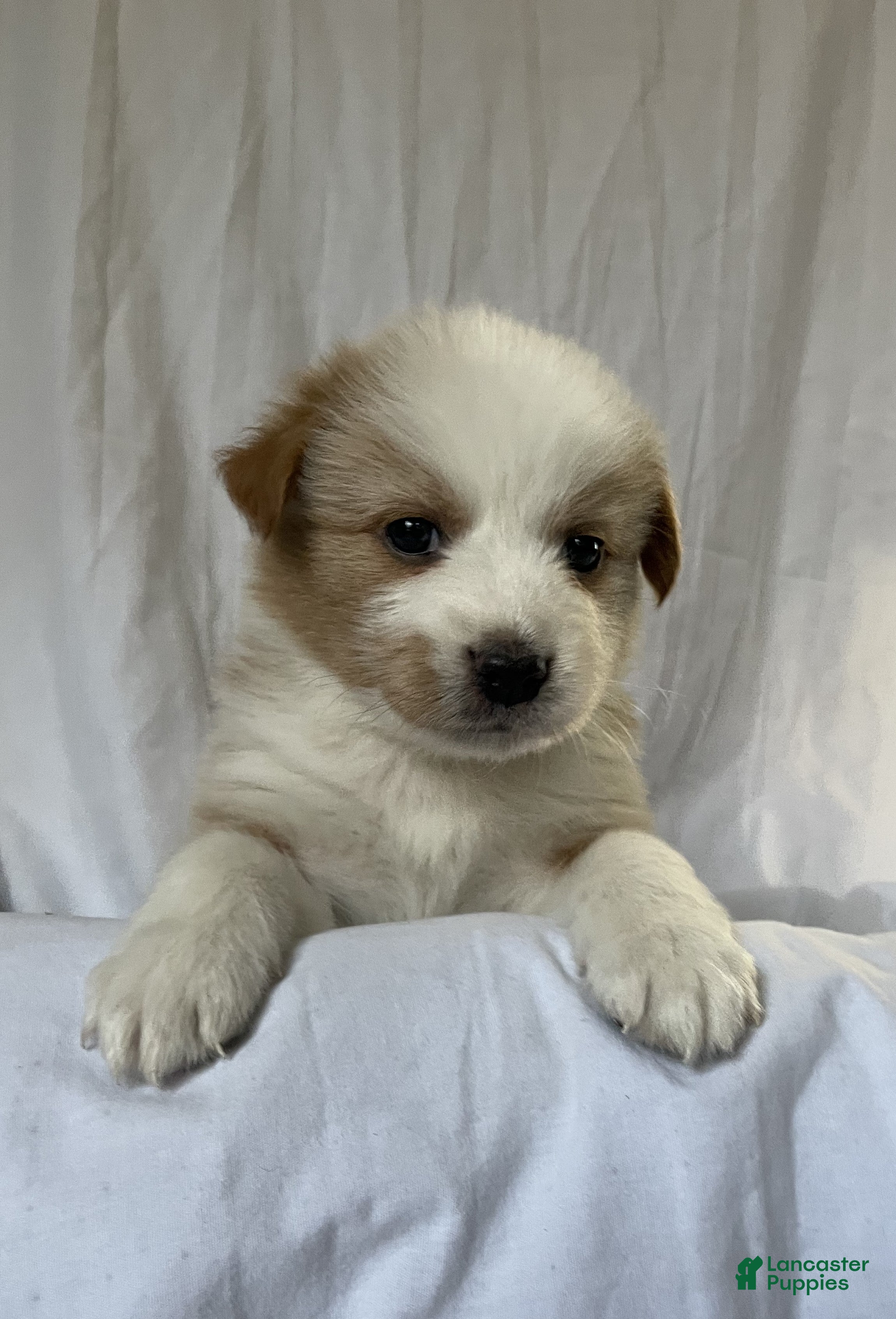 Australian Shepherd dogs Clover - Ad 4