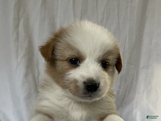 Australian Shepherd dogs Clover - Ad 39