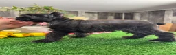 Miniature Schnauzer dogs for sale: Kiki - Ad 3