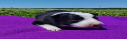Border Collie dogs for sale: Eco - Ad 16