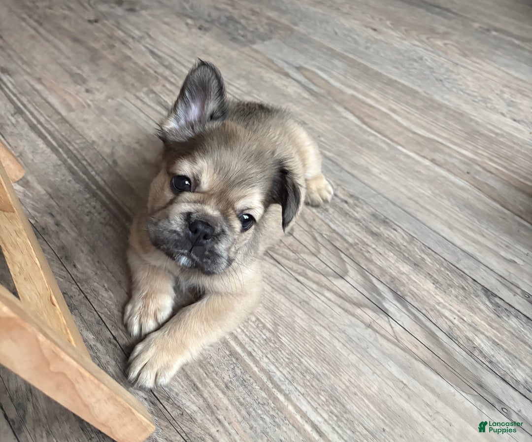 French Bulldog dogs for sale: Adira - Ad 1