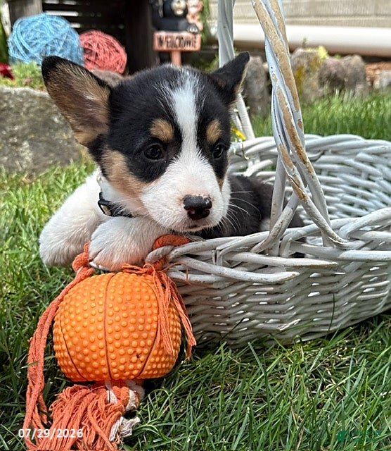 Welsh Corgi Pembroke dogs Nala - Ad 2