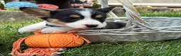 Welsh Corgi Pembroke dogs for sale: Nala - Ad 2
