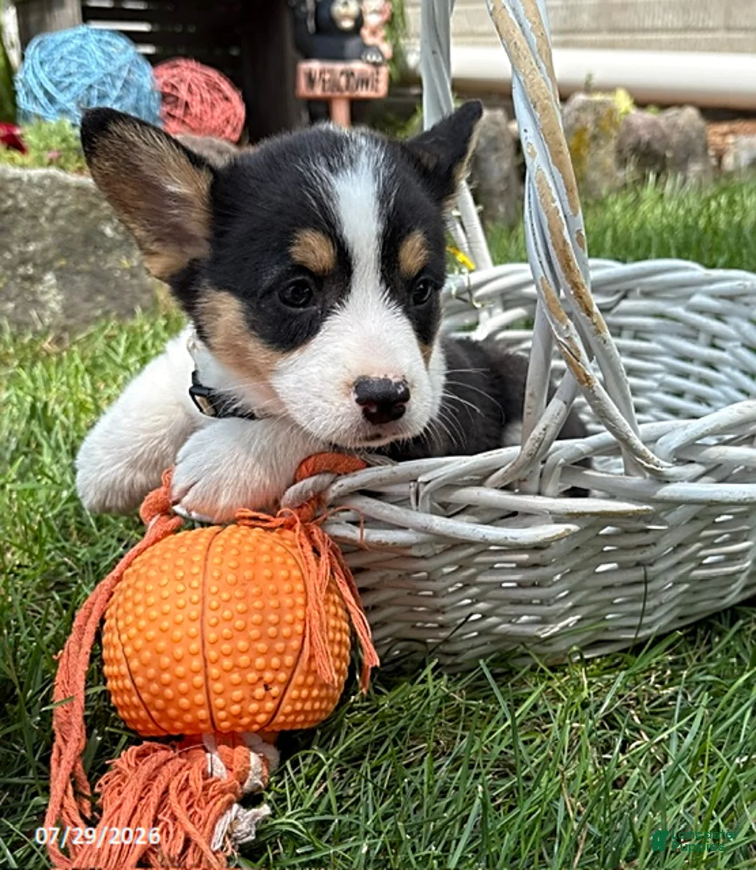 Welsh Corgi Pembroke dogs for sale: Nala - Ad 2