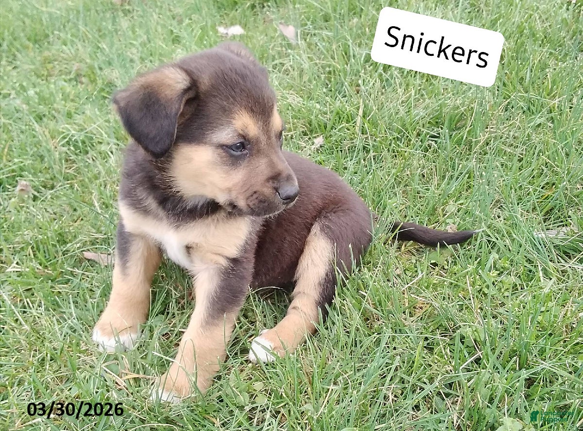 Mixed Breed dogs Snickers - Ad 1