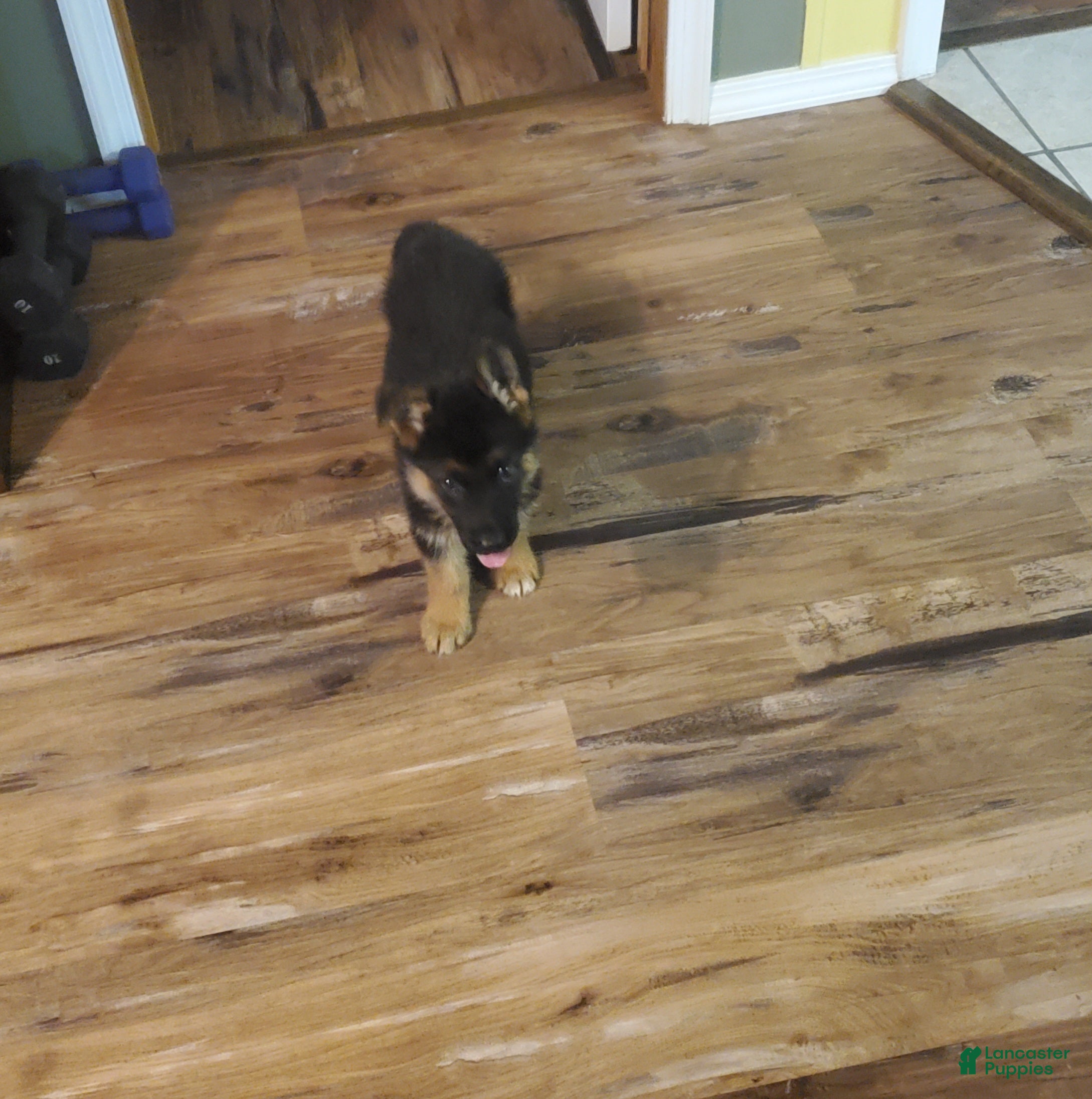 German Shepherd dogs Violet Male - Ad 1